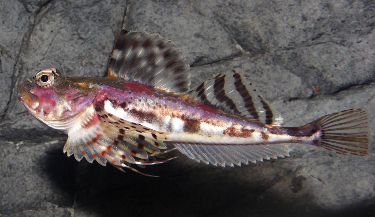 
Arctic staghorn sculpin