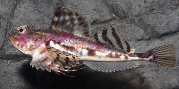 

Arctic staghorn sculpin