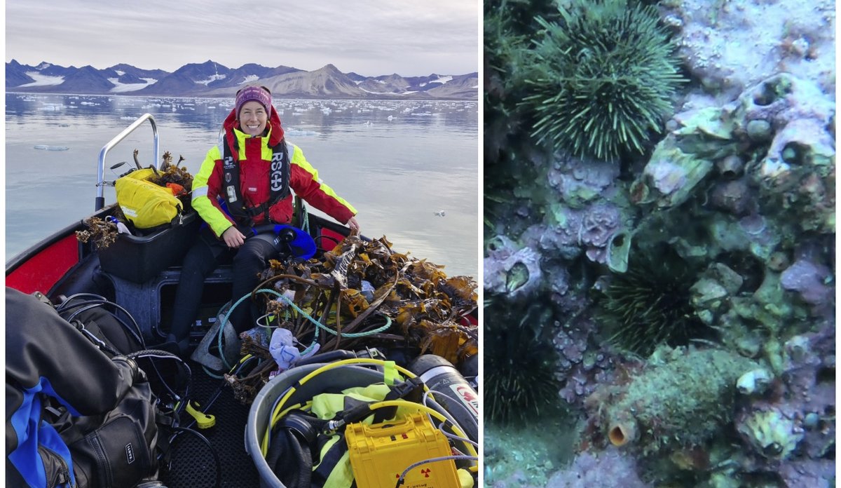 
En kollasj som viser en kvinne som sitter i baugen på en båt, mens store tareplanter ligger på siden. Det andre bildet viser kråkeboller