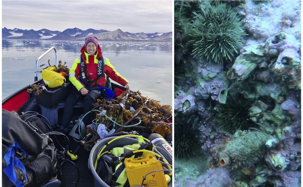 En kollasj som viser en kvinne som sitter i baugen på en båt, mens store tareplanter ligger på siden. Det andre bildet viser kråkeboller