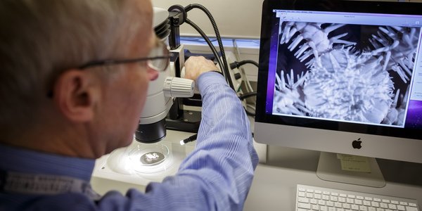 

Arne Hassel ser på slangestjerne i mikroskop