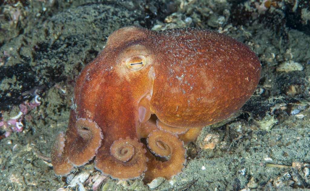Åttearmet blekksprut på sjøbunnen med lukkede øyne