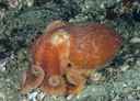 Åttearmet blekksprut på sjøbunnen med lukkede øyne