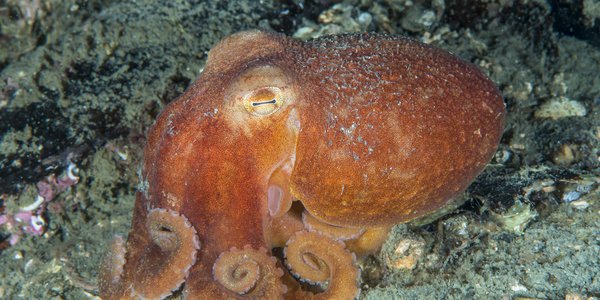 

Åttearmet blekksprut på sjøbunnen med lukkede øyne
