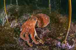 En oransje åttearmet blekksprut beveger seg på havbunnen.