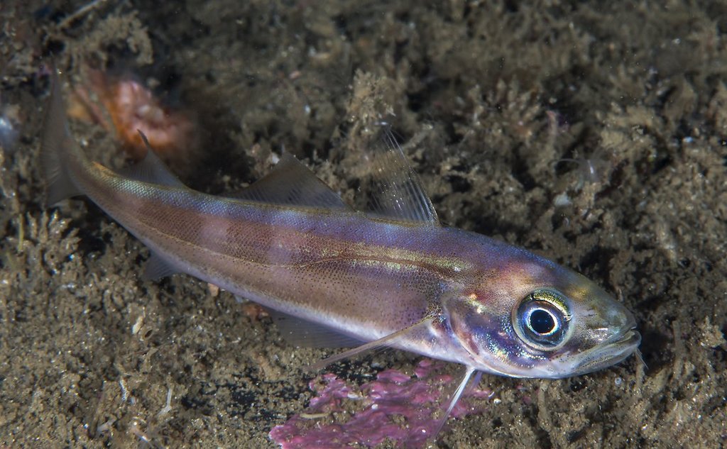 Nærbilete av ein augepål på havbotn 