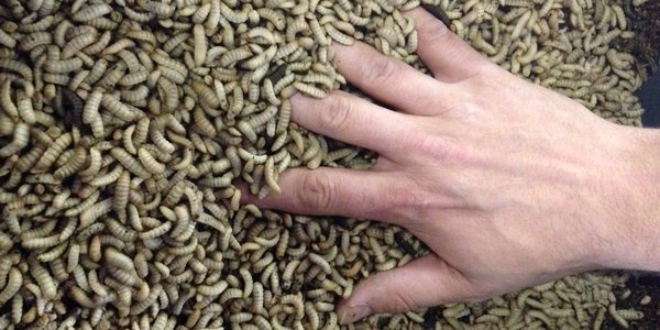 

BSF larvae in a feeding substrate containing marine ingredients 2
