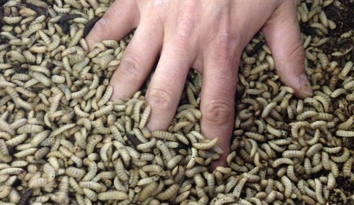 
BSF larvae in a feeding substrate containing marine ingredients 2