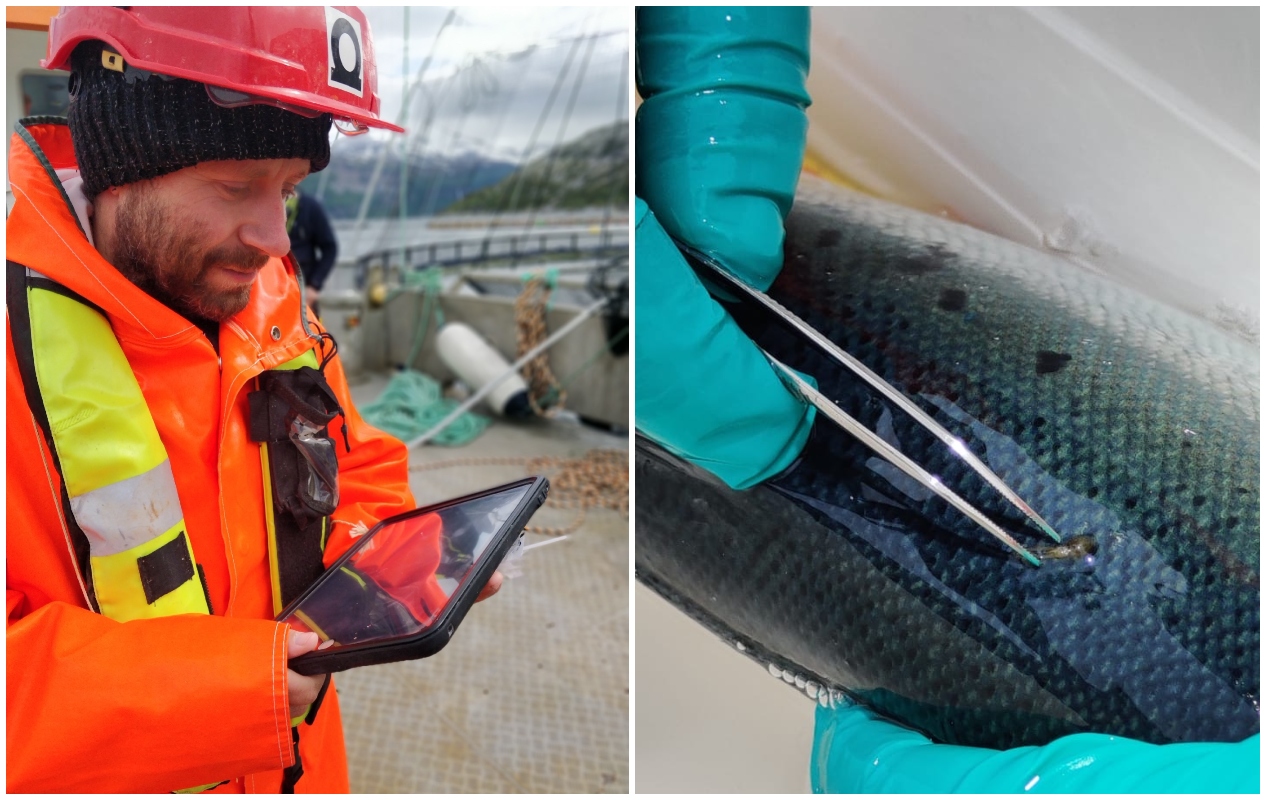 Kollasj som viser en mann i oljehyre og med hjelm, som står utendørs ved merdkanten. Han ser på en ipad han har i hendene. Det andre bildet er et nærbilde som viser lakselus som blir plukket av en fisk