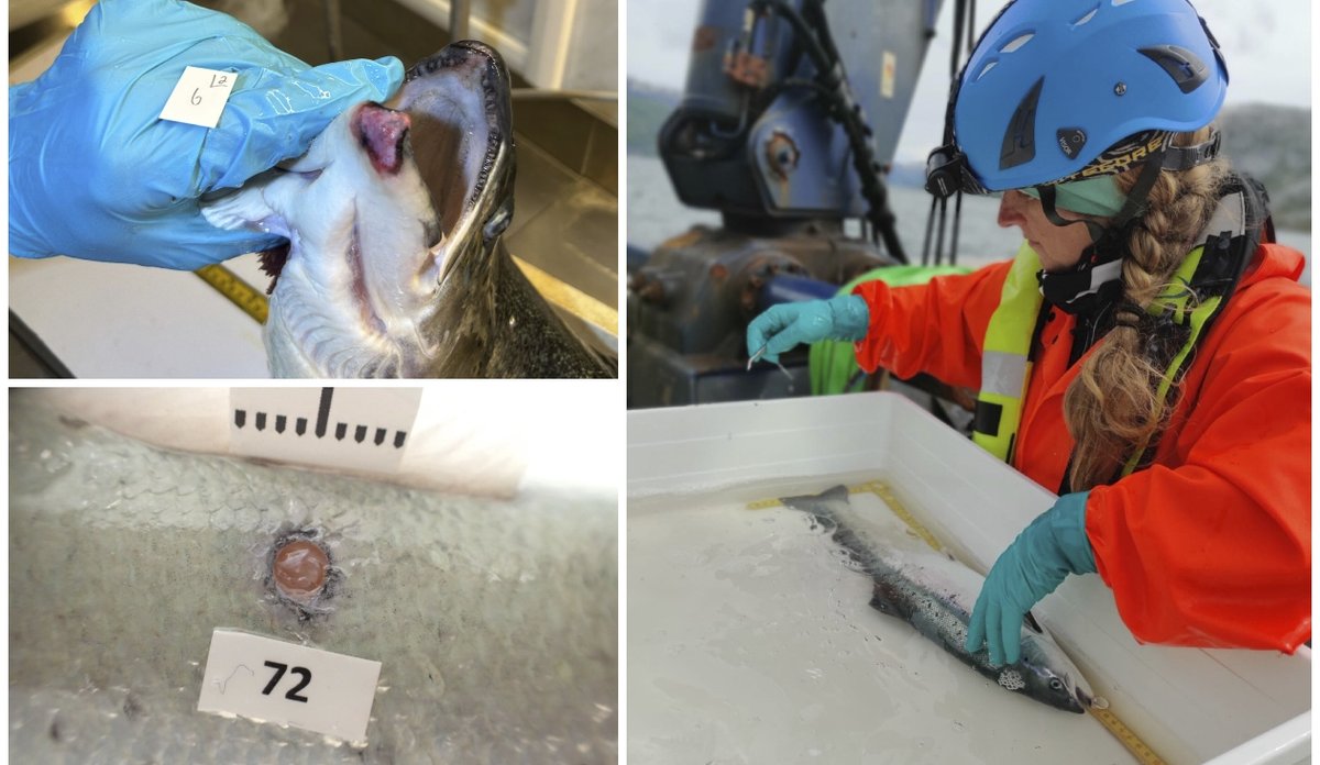 
Kollasj som viser en fisk med snutesår, en annen med et sår i skinnet, og til sist en forsker som undersøker en fisk