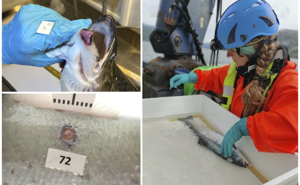 Kollasj som viser en fisk med snutesår, en annen med et sår i skinnet, og til sist en forsker som undersøker en fisk