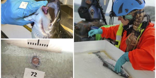 

Kollasj som viser en fisk med snutesår, en annen med et sår i skinnet, og til sist en forsker som undersøker en fisk