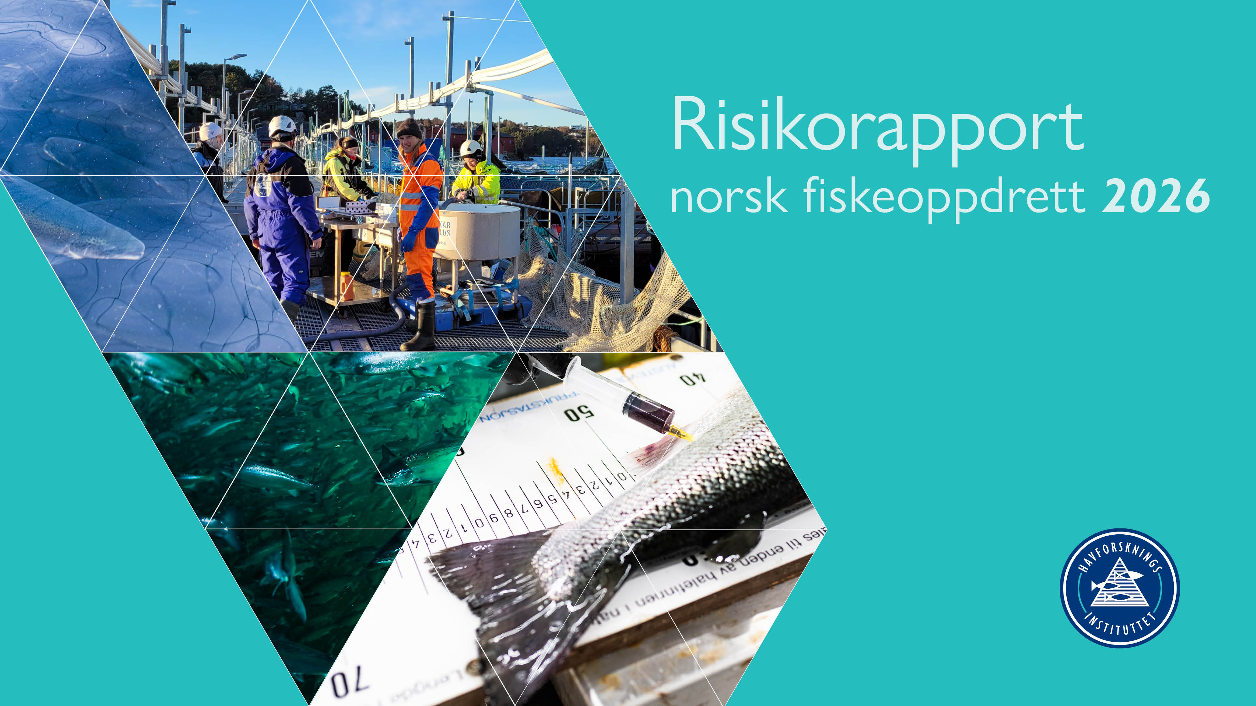 Illustrasjonsbilde sammensatt av ulike bilder som viser oppdrettsanlegg, laks, mennesker som jobber og blodprøvetaking av fisk.