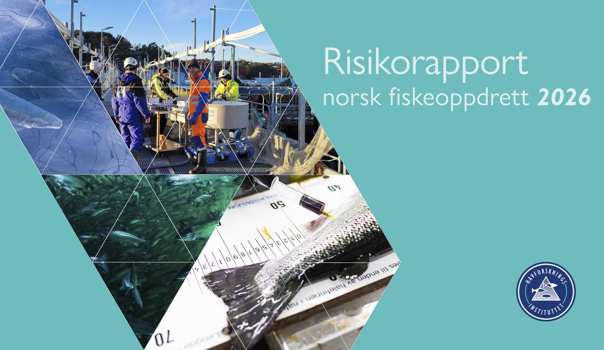 
Illustrasjonsbilde sammensatt av ulike bilder som viser oppdrettsanlegg, laks, mennesker som jobber og blodprøvetaking av fisk.