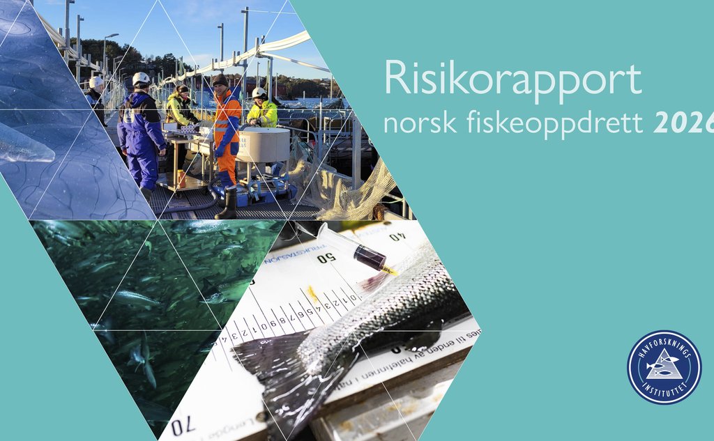 Illustrasjonsbilde sammensatt av ulike bilder som viser oppdrettsanlegg, laks, mennesker som jobber og blodprøvetaking av fisk.