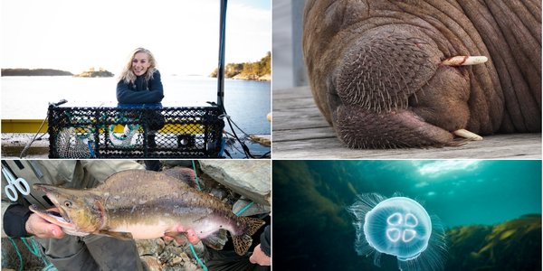 

Collage med fire bilder. Oppe fra venstre: Kvinne på kai bak en stor hummerteine med kamera montert på stang, ansiktet til en hvalross, en pukkellaks i hendene til en person og et undervannsbilde av en blå glassmanet.