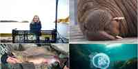 

Collage med fire bilder. Oppe fra venstre: Kvinne på kai bak en stor hummerteine med kamera montert på stang, ansiktet til en hvalross, en pukkellaks i hendene til en person og et undervannsbilde av en blå glassmanet.