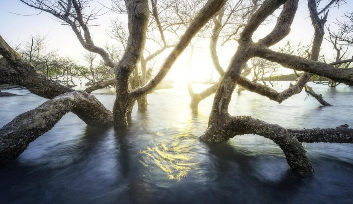 
Blue Forest