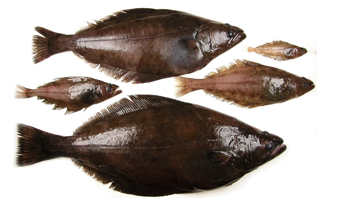 
Blåkveite