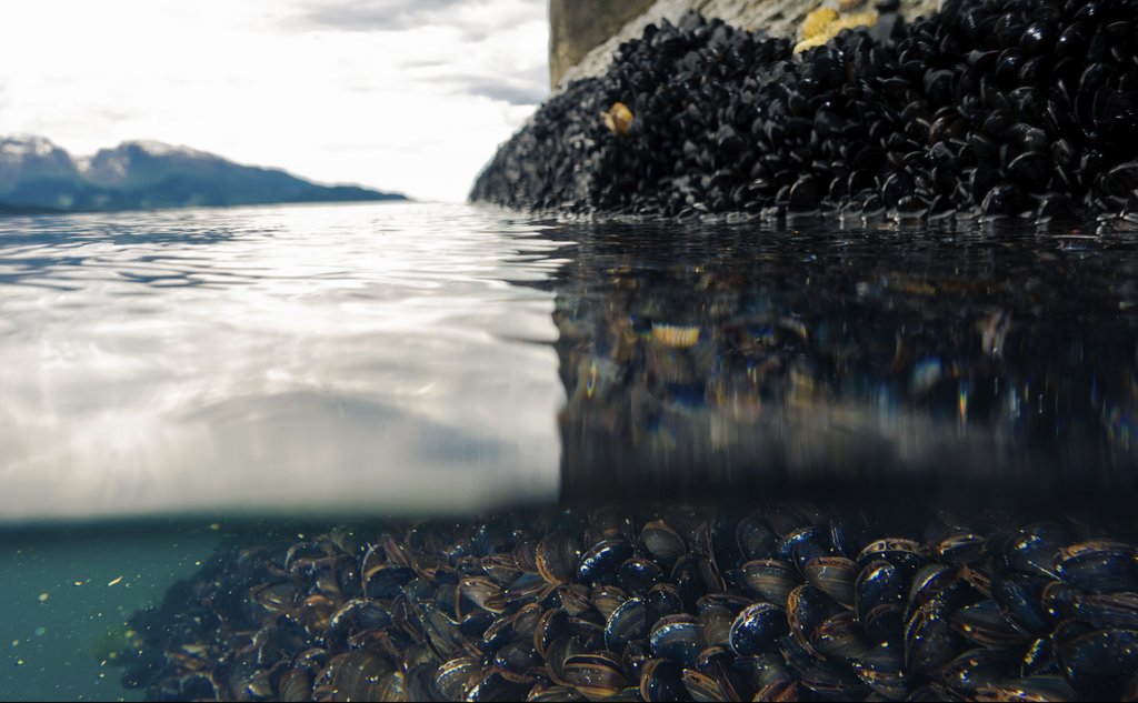 Blåskjell over og under vannoverflaten, med vannskorpen midt i bildet.