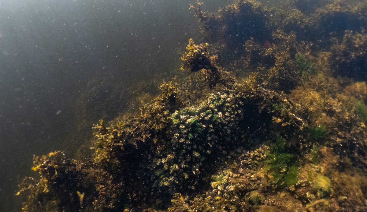 
Undervannsbilde av blåskjell på brun-grønn tang og tare på skrånende sjøbunn.