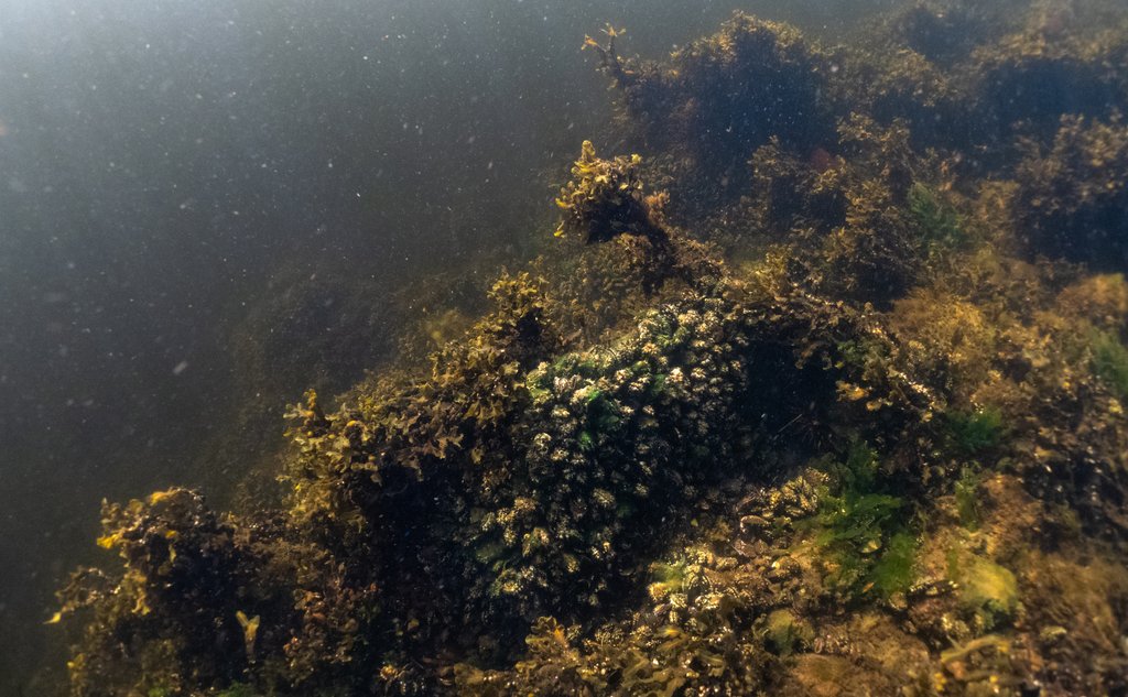 Undervannsbilde av blåskjell på brun-grønn tang og tare på skrånende sjøbunn.