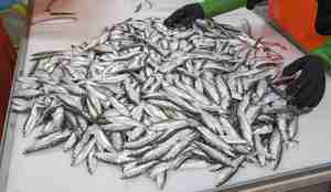 foto av småfisk på et bord