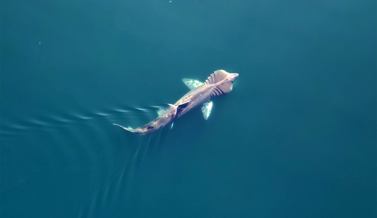 Dronefoto av brugde som svømmer i overflaten.