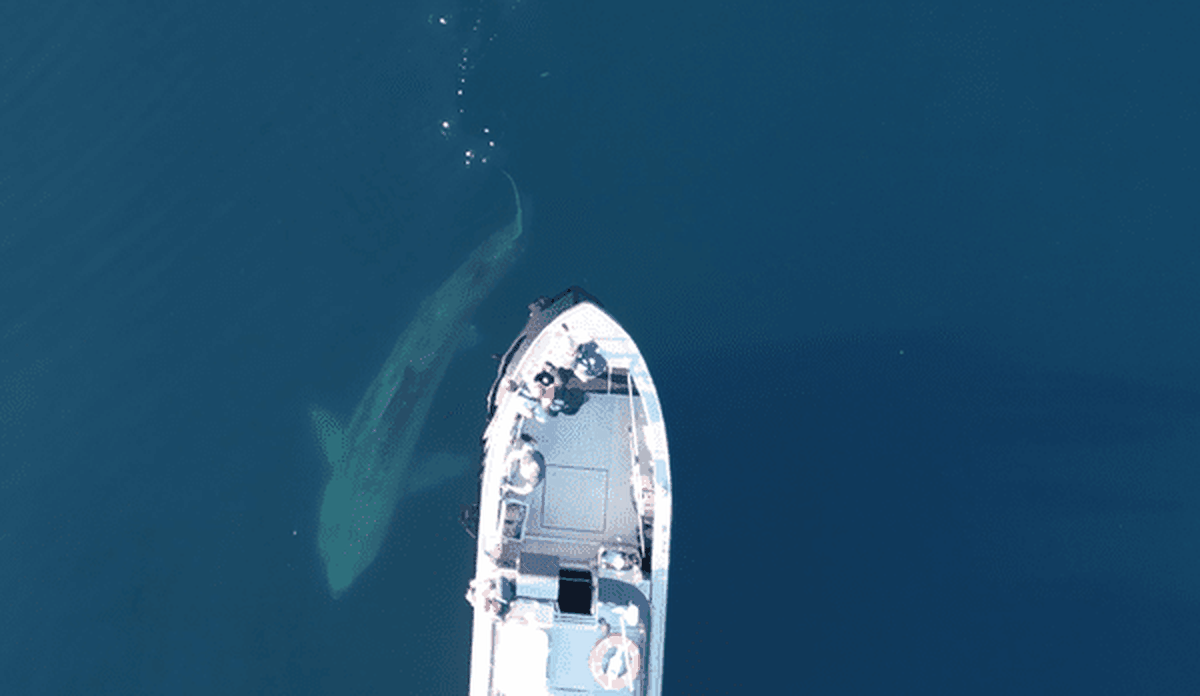 
Dronefoto av baugen på en båt og silhuetten av ei brugde rett under overflaten.