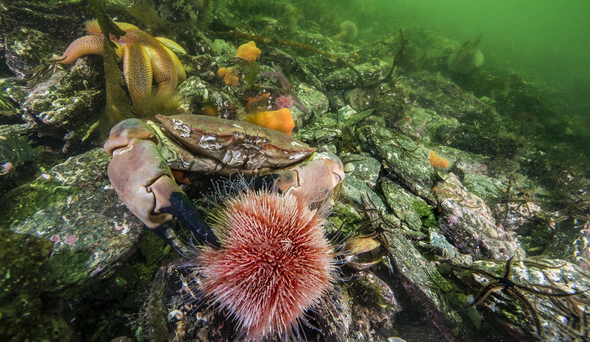 
Fotografi fra havbunnen med taskekrabbe, sjøstjerne og kråkebolle.