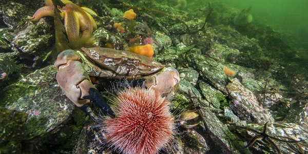 

Fotografi fra havbunnen med taskekrabbe, sjøstjerne og kråkebolle.