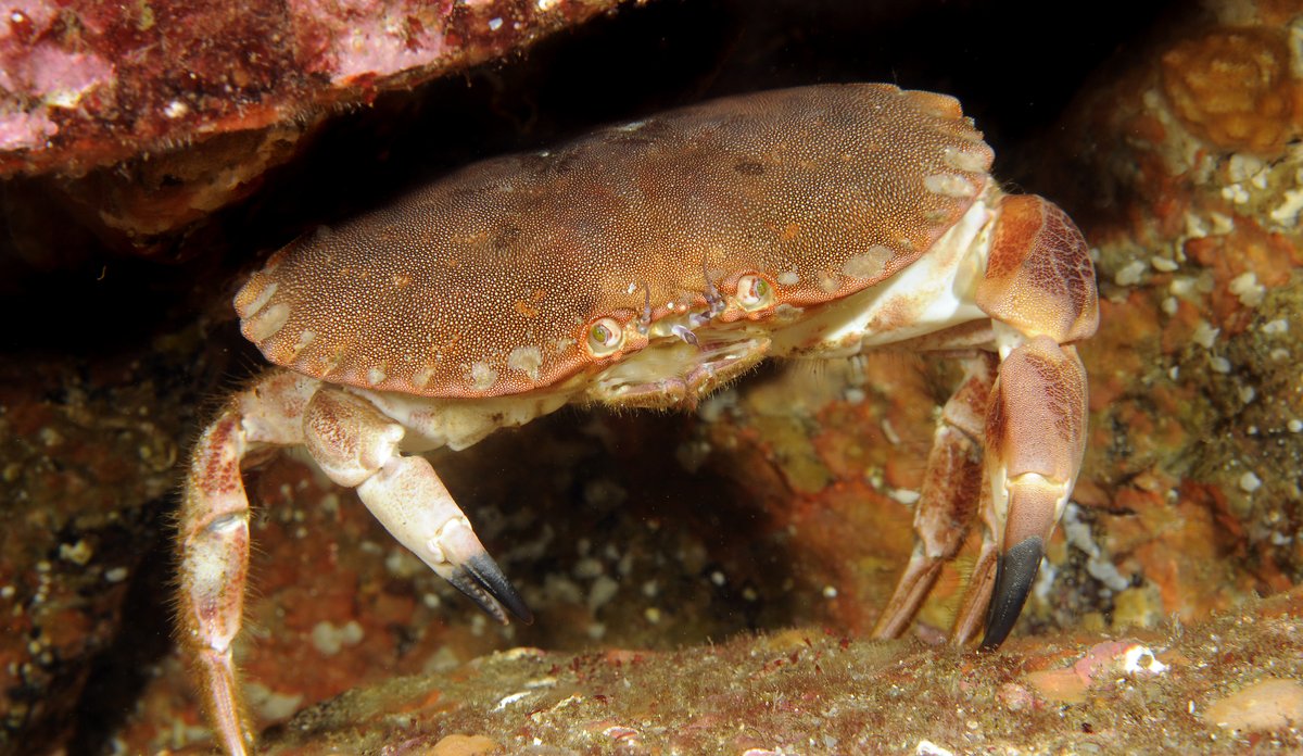 Edible crab | Institute of Marine Research