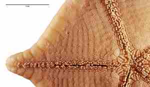 Nærbilde av underside av arm. Stikker ut ca. 1 cm.