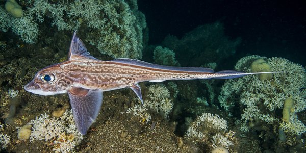 

Chimaera monstrosa 2014 n