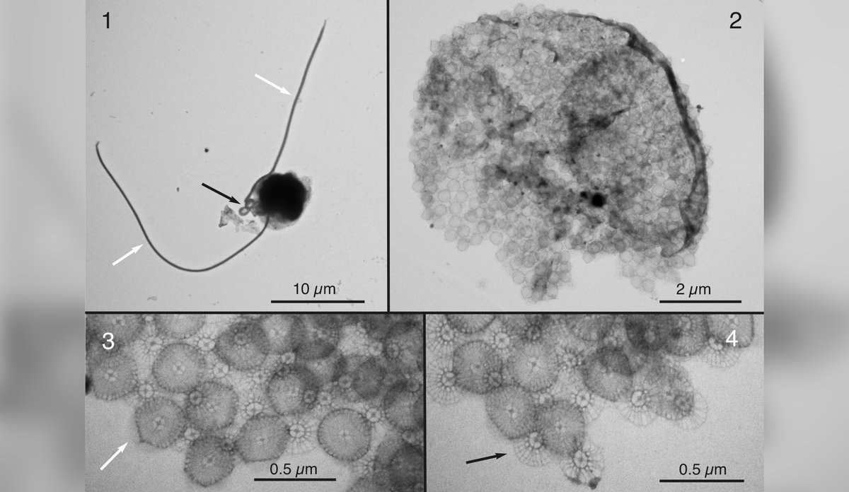 
Chrysochromulina leadbeateri