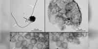 

Chrysochromulina leadbeateri