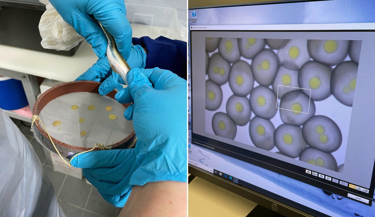 Stryking av tobishunn for å få ut egg, og befruktede egg sett på datamaskin.