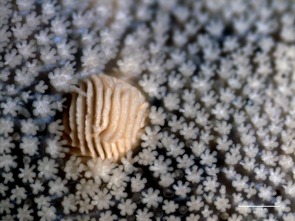 Ctenodiscus crispatus madreporite R1150 459