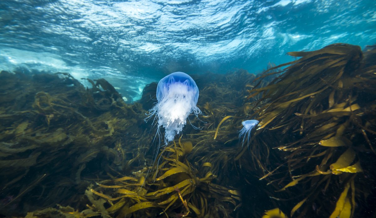 Undervannsfotografi av blå brennmanet (Cyanea lamarckii)