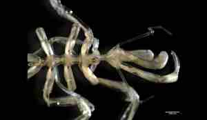DENNE 1 Nymphon elegans