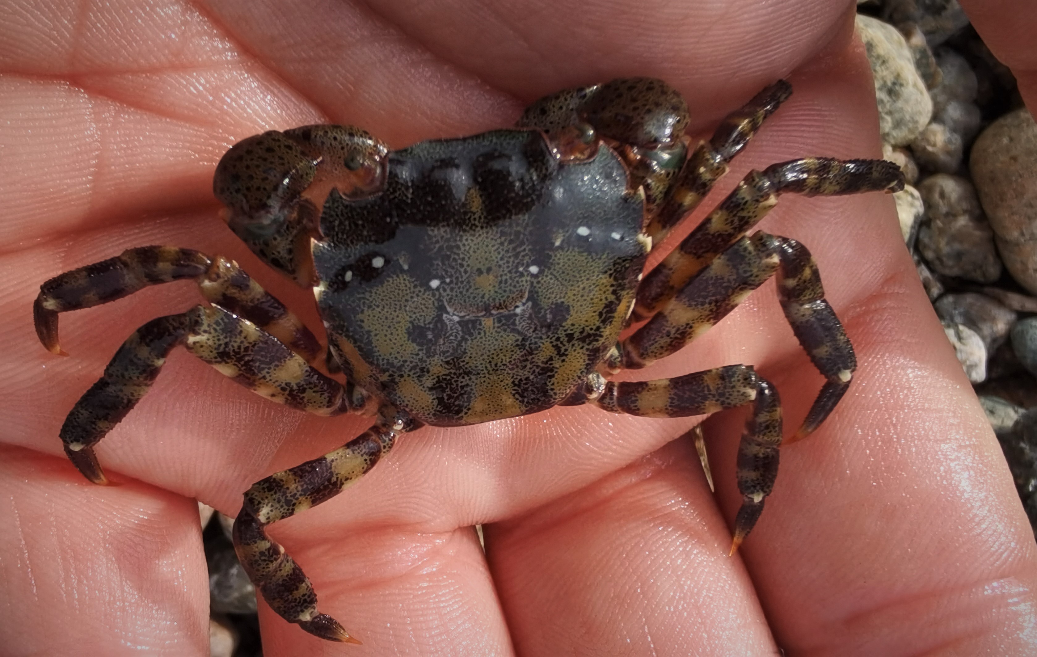asiatisk strandkrabbe i menneskehånd, sett bakfra 