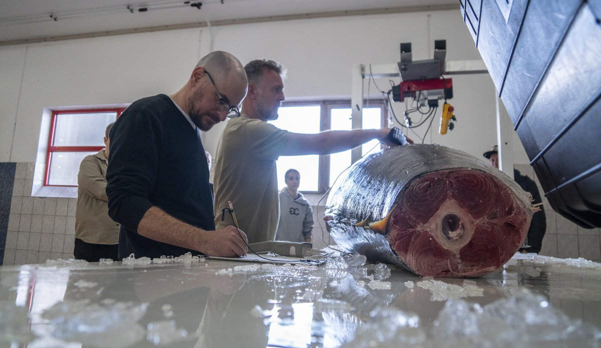 Foto av to noterende menn som stikker prober inn i en gigantisk fisk oppå et bord. Kvinne ser på i bakgrunnen.