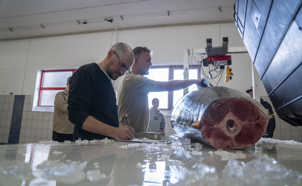 Foto av to noterende menn som stikker prober inn i en gigantisk fisk oppå et bord. Kvinne ser på i bakgrunnen.