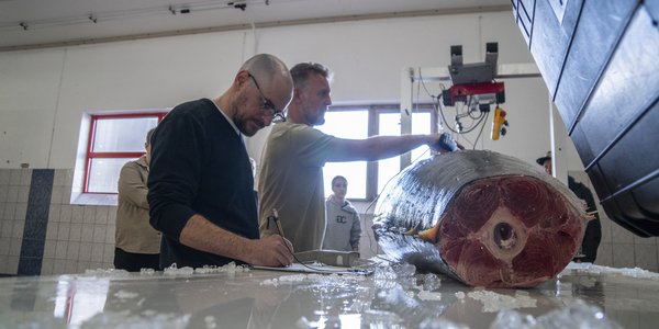 

Foto av to noterende menn som stikker prober inn i en gigantisk fisk oppå et bord. Kvinne ser på i bakgrunnen.