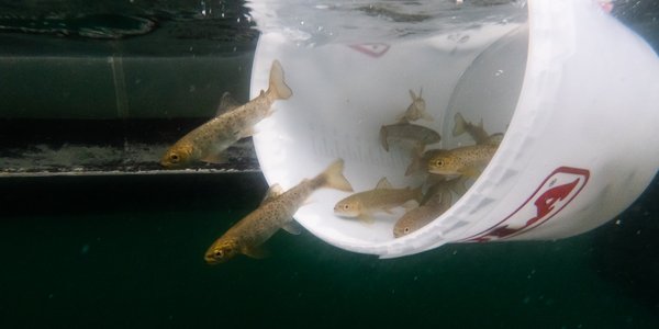 

fisk svømmer ut av bøtte