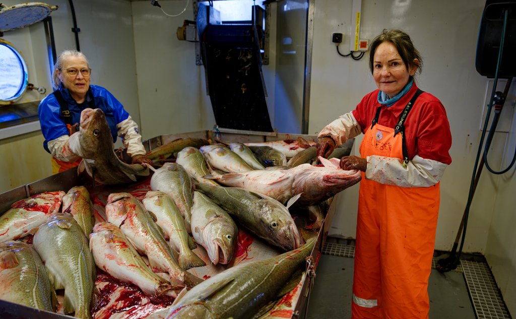 foto av to kvinner med mye torsk under dekk
