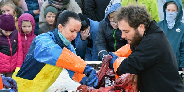 

Stor folkemengde samlet for å se på disseksjon av en hai av typen håbrann. Marinbiologer har åpnet opp haien og man ser den blodig innsiden av buken.