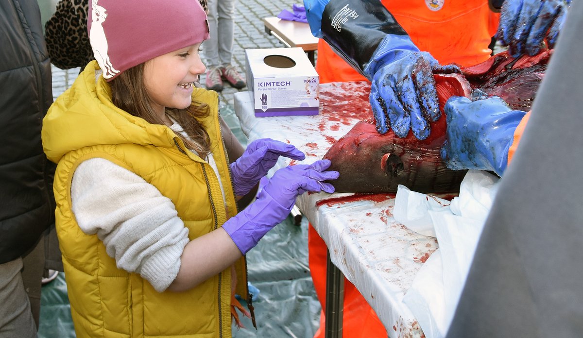 Jente på 7 år ståre rett foran snuten på håbrannen og følger spent med på det marinbiologene holder på med.