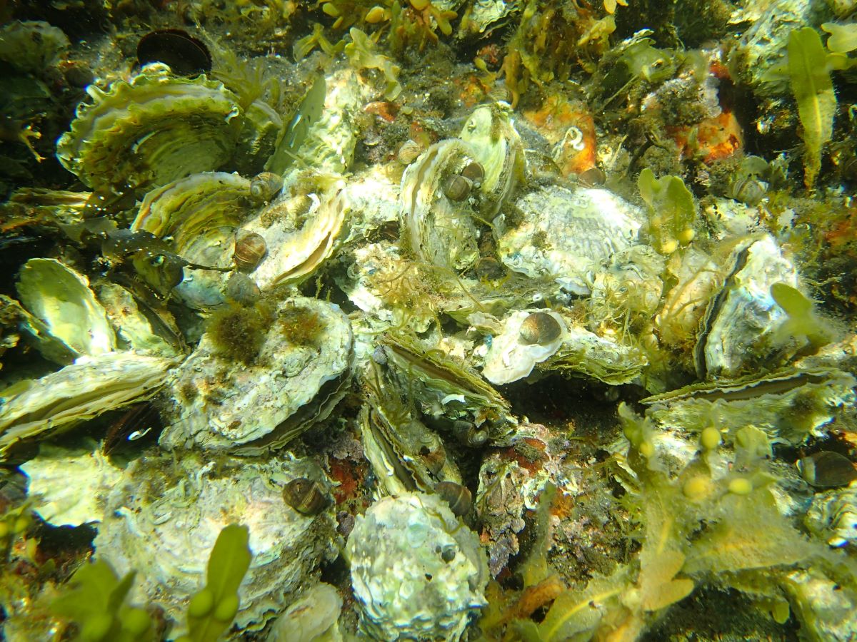 Tett i tett med flatøsters med sand og tare i bakgrunnen.