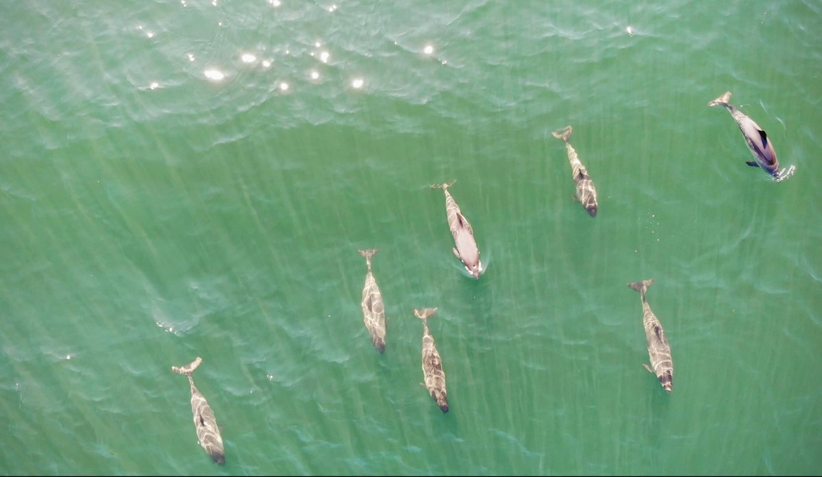 
Dronebilde av en flokk på syv grå niser som svømmer i grønnfarget vann.
